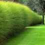 Miscanthus sinensis 'Gracillimus'